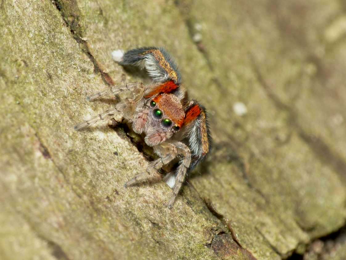 Maschio di Saitis barbipes - Sasso Marconi (BO)